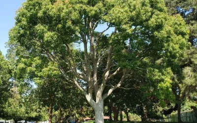 The Effects of Heat Stress on Your Trees