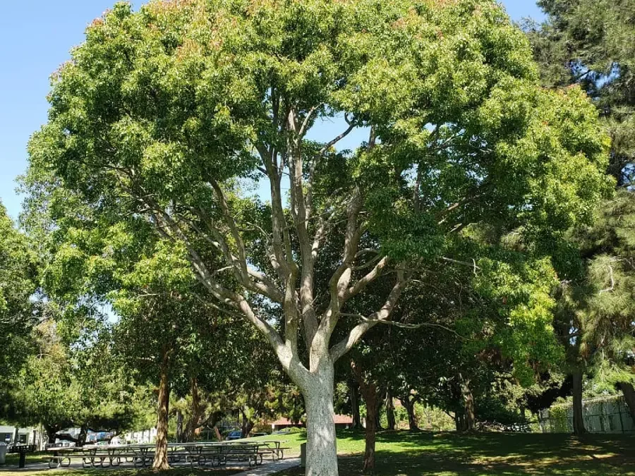 heat-stress-tree-care
