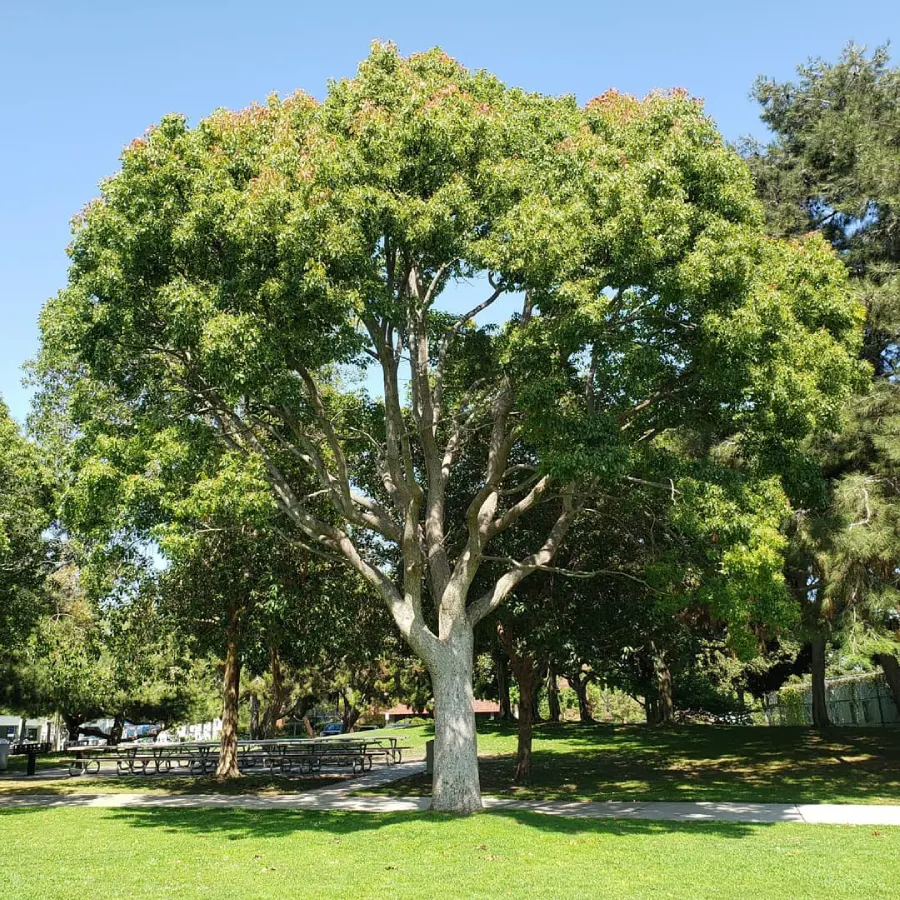heat-stress-tree-care