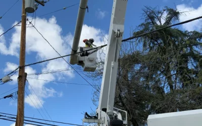 Tree Service Company in San Jose, CA: What Makes Us The Best
