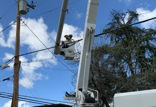 best tree service company in san jose, ca