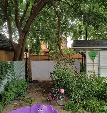 love-thy-neighbors-tree