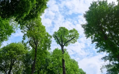 End Weight Reduction Pruning (Outer Canopy Reduction)