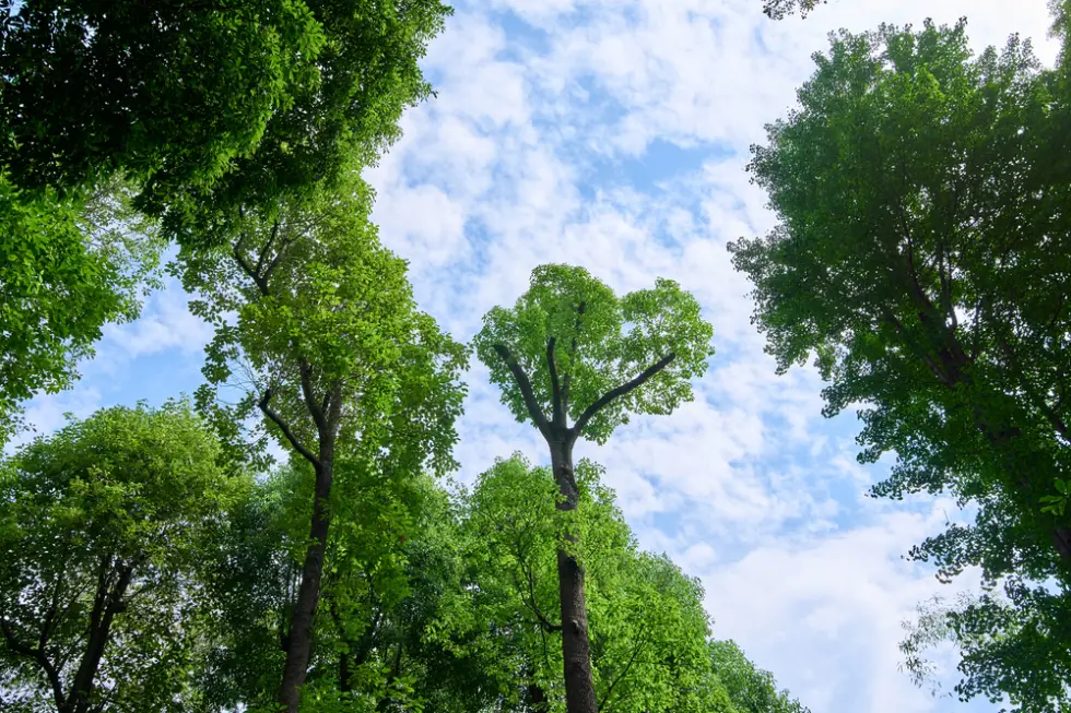 san-jose-bay-area-tree-canopy-pruning