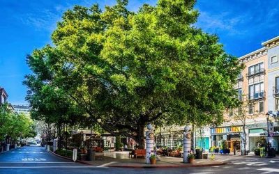 San Jose Tree Permits