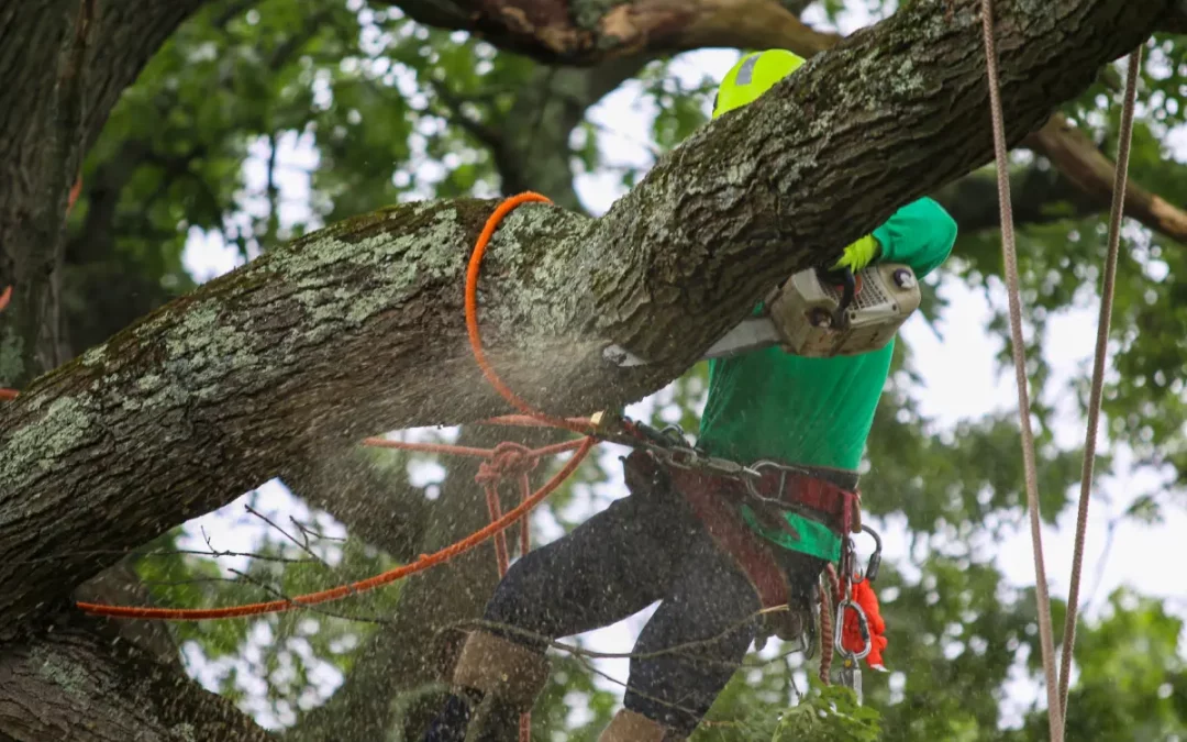 tree-removal-emergency-bay-area-tree-specialists