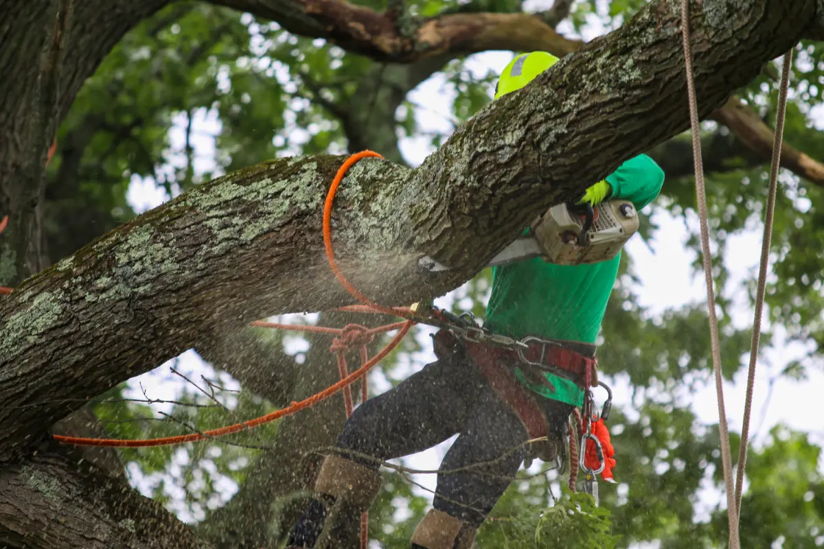 tree-removal-emergency-bay-area-tree-specialists