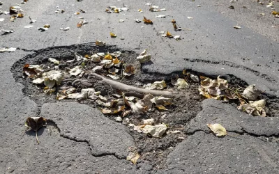 Tree Roots, Driveways, and Your San Jose Home