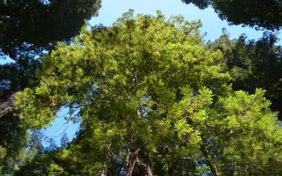 Redwood Tree Maintenance Tips for Homeowners in the Bay Area