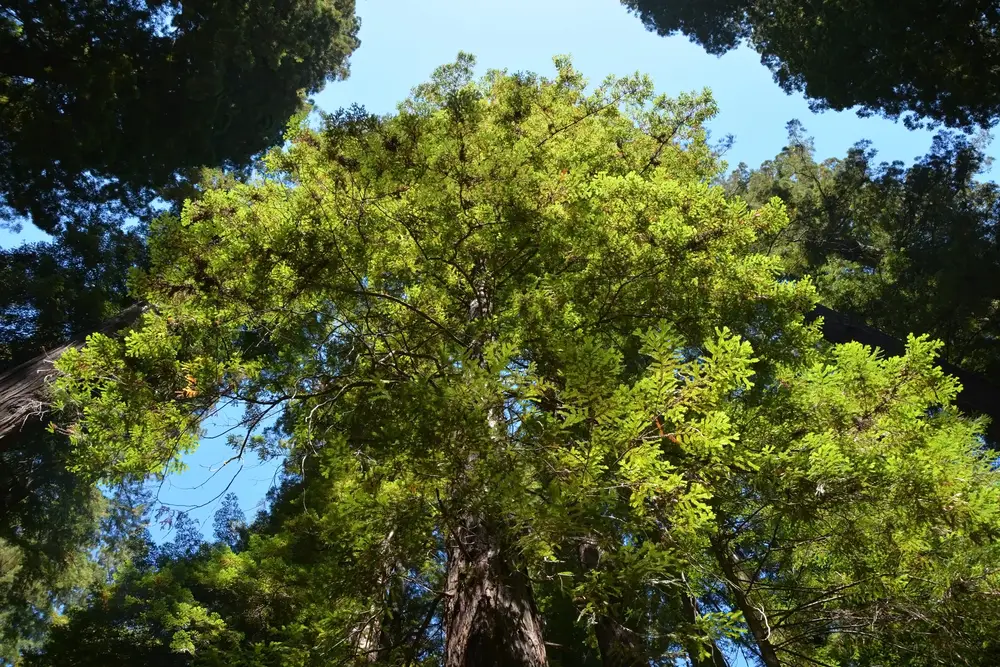 redwood-sequoia-tree-maintenance-tips-bay-area