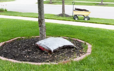 Protecting Bay Area Trees from Heat Stress: Summer Tree Care Tips Every Homeowner Should Know