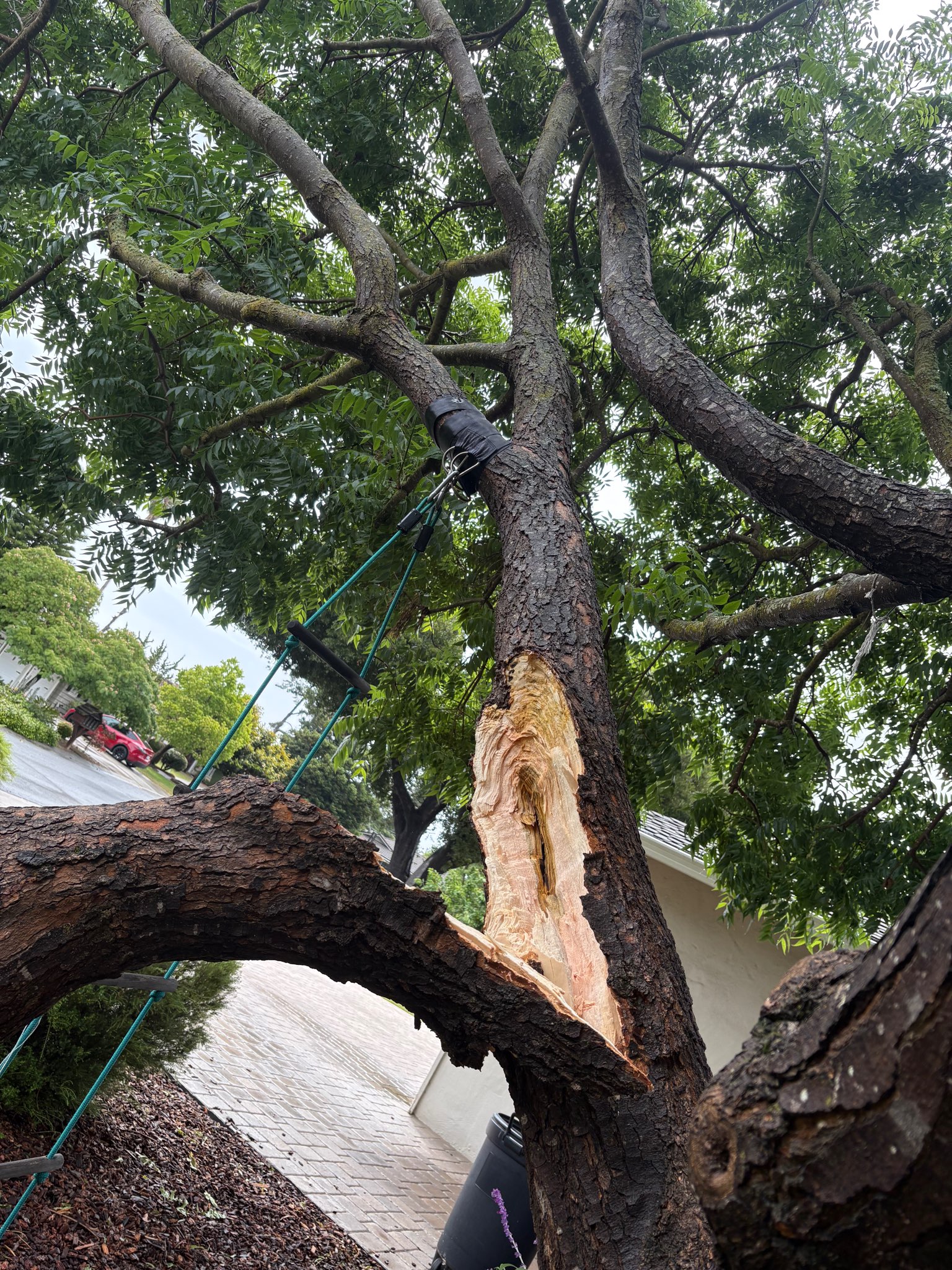 Split Tree Trunk - Bay Area Tree Specialists - Tree Care in San Jose, CA