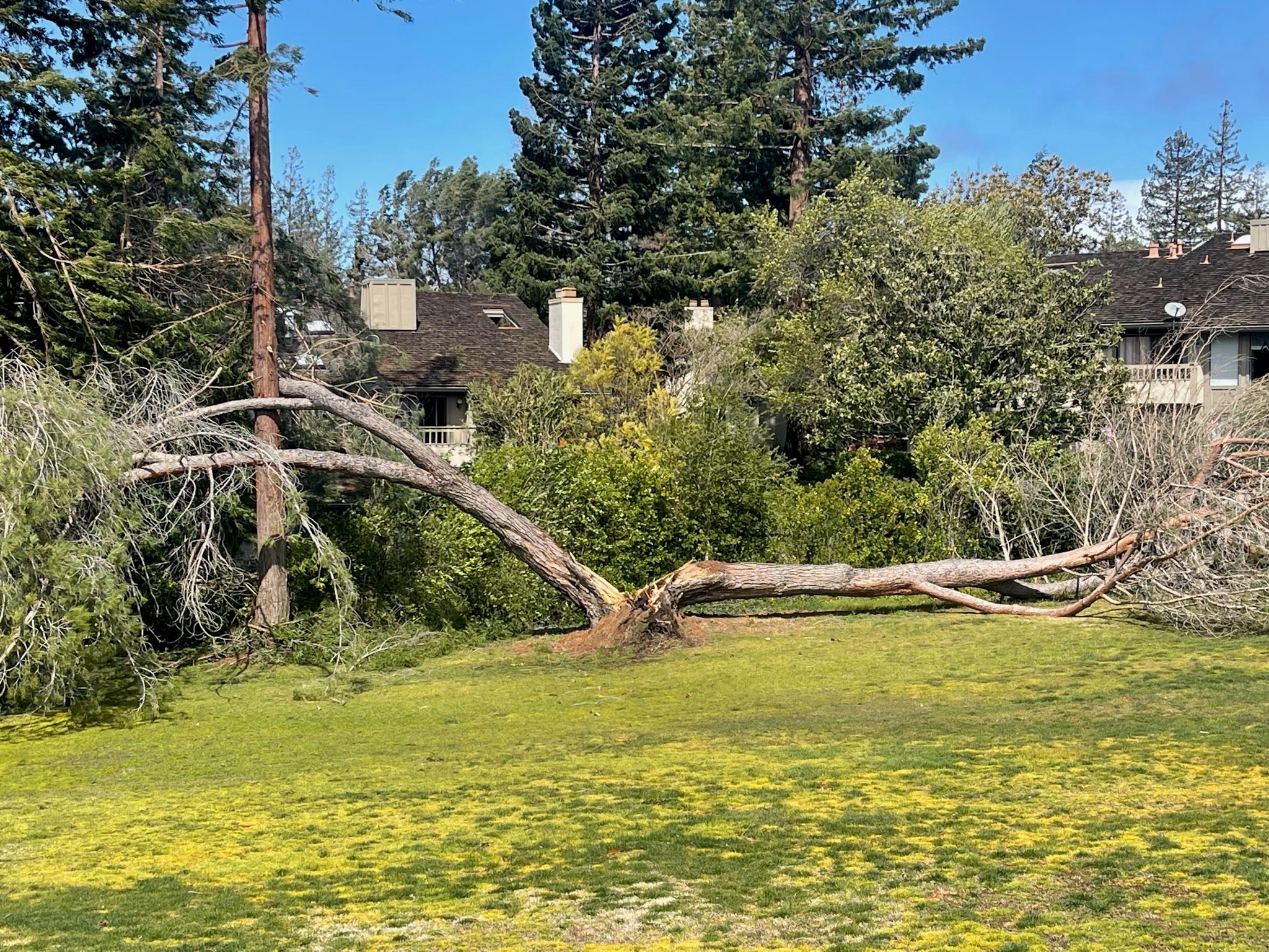 Post-Storm Tree Assessment and Removals in San Jose, CA