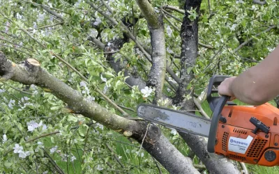 Preparing Young Trees for the Future: Why Structural Pruning Matters