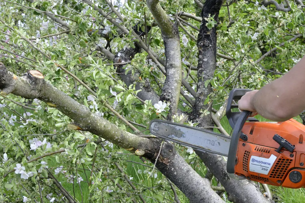 structural-pruning-tree-care-bay-area-tree-specialists